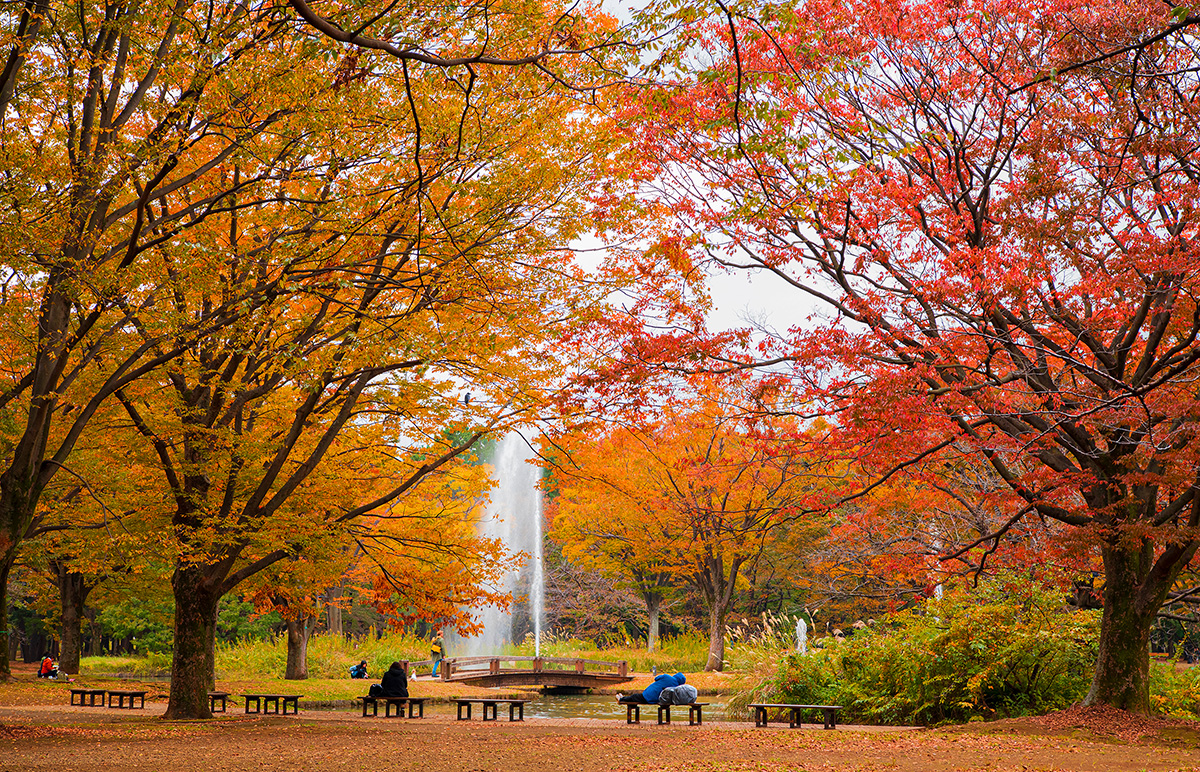 代々木公園