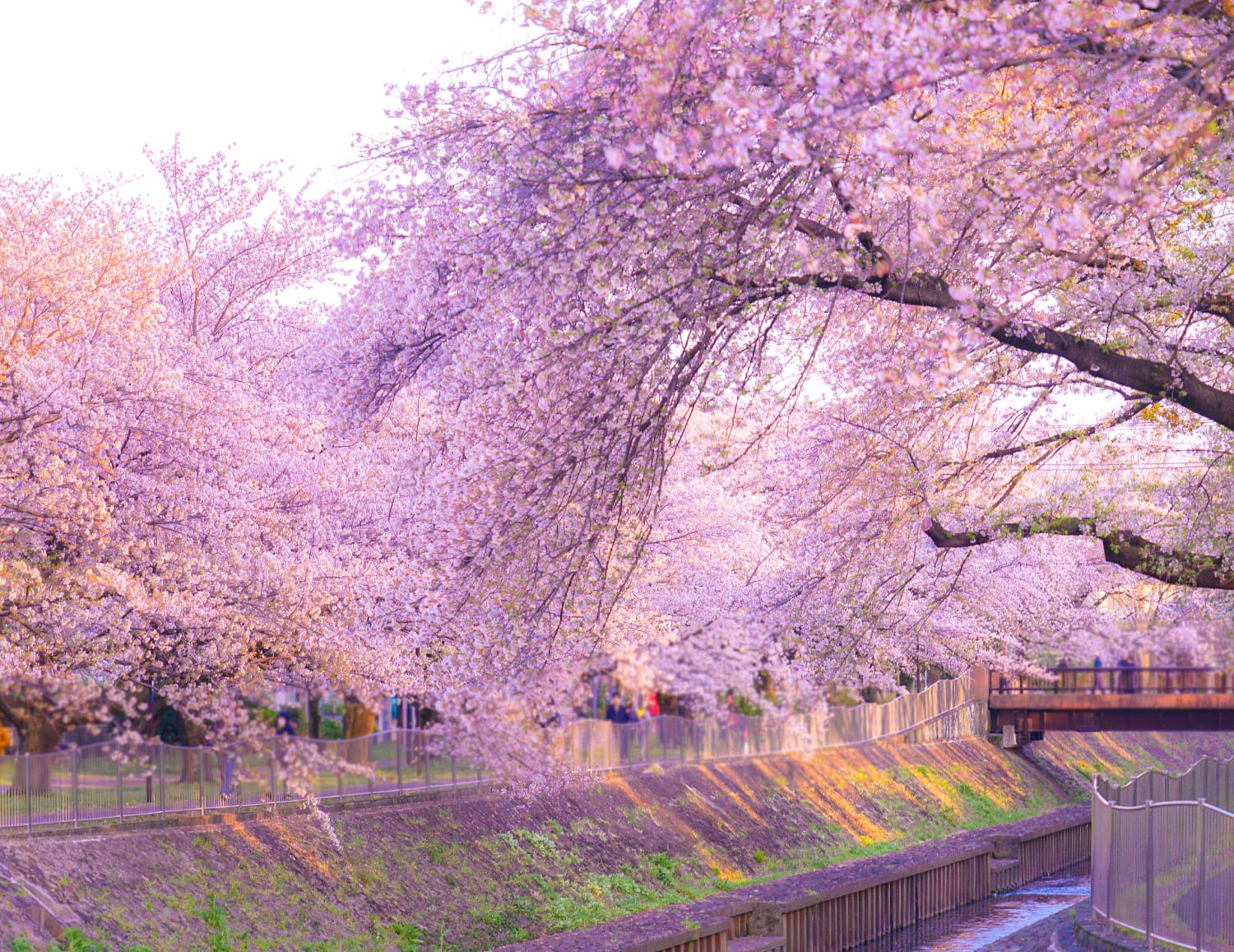 和田堀公園（徒歩18分）