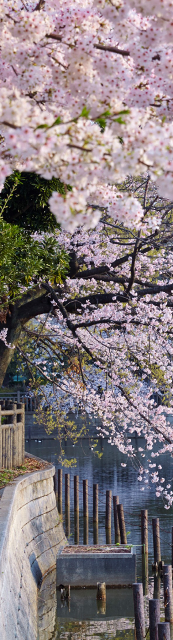 碑文谷公園（約1220ｍ/徒歩16分）